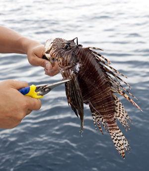 Venomous (not poisonous) spines are removed prior to preparing and cooking this tasty edible fish.